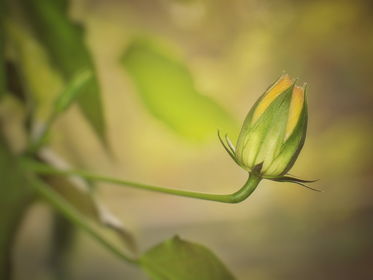 蒙芽最新动态，探索未知，新生绽放