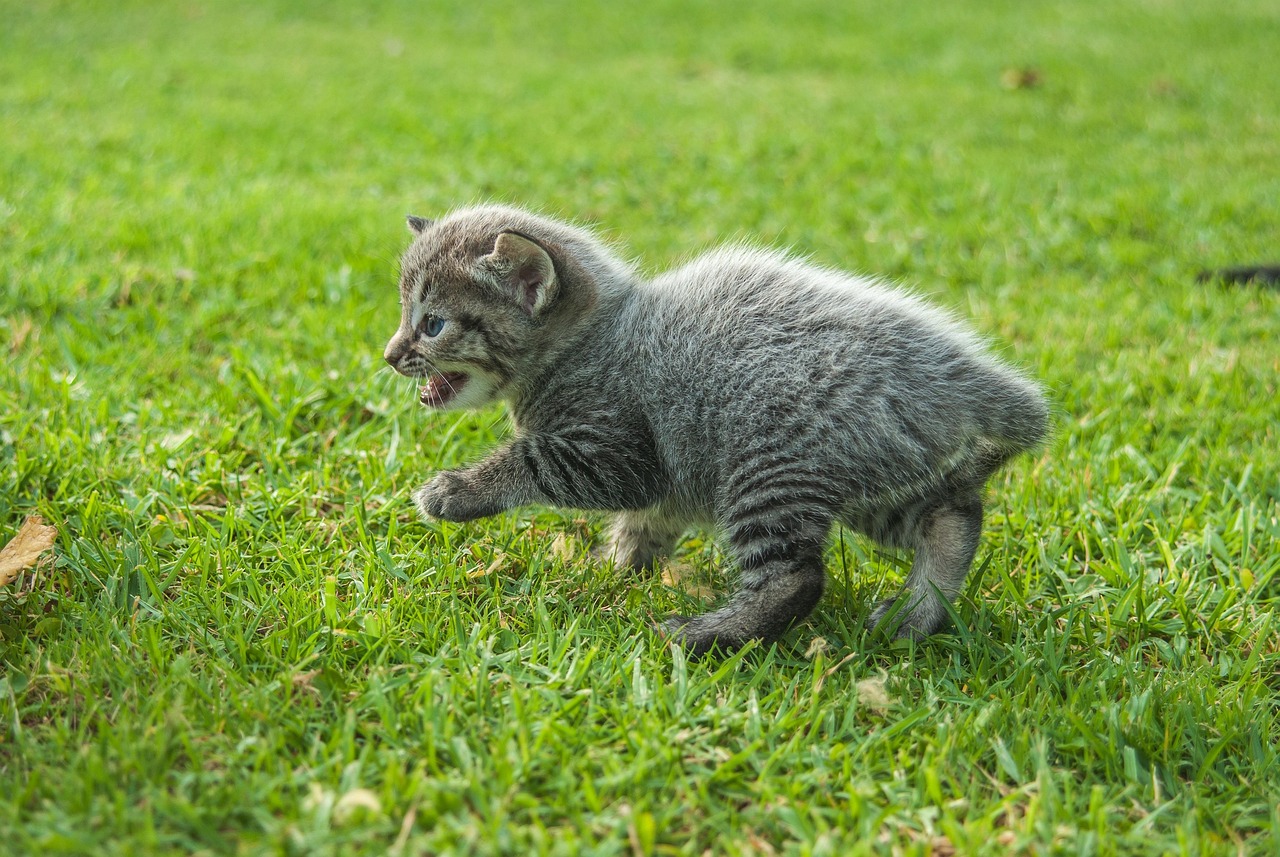 探索猫咪成长之旅，最新猫咪成长观察报告出炉！